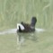 clipart poule d'eau.jpg